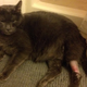 Illustration for article titled This Poor Kitty. ETA2: Hes okay!